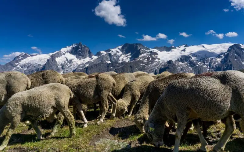 trek tour de Oisans et écrins