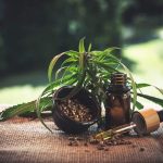 graines et huile de cbd